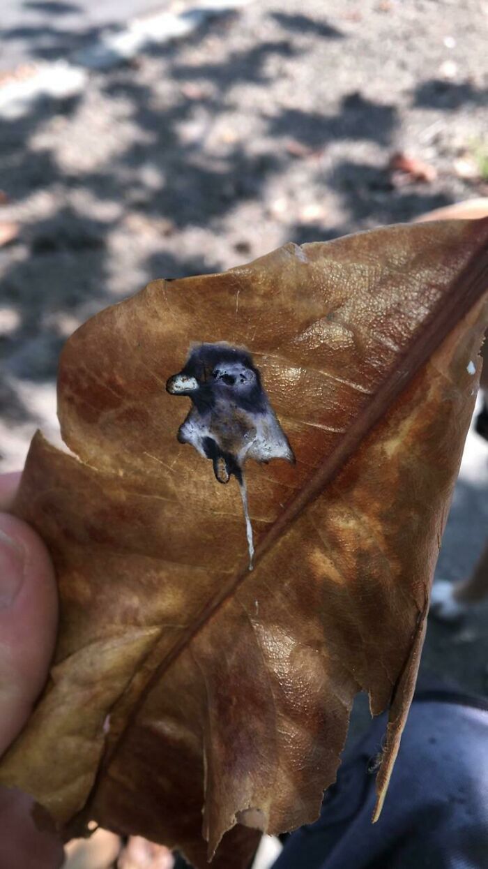 Bird p**p on a leaf looks exactly like a tiny bird, amazing times something synced just right.
