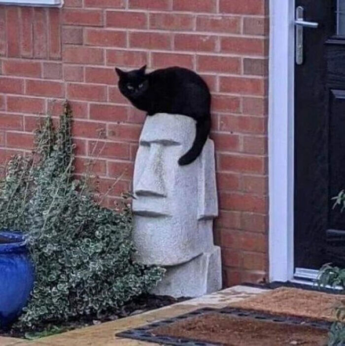 A black cat perfectly positioned on a Moai statue head, creating amazing times something synced just right.