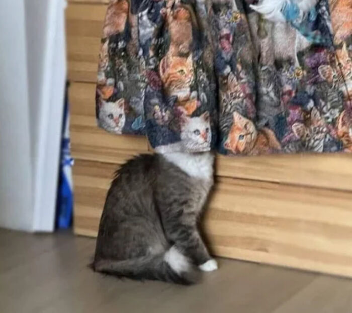 A cat sitting under a skirt with its head perfectly synced with the image of a cat on the fabric, an amazing example of something synced just right.