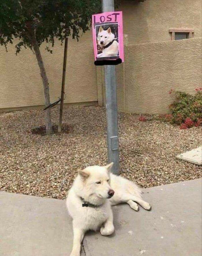 A white dog sitting on a sidewalk next to a pole with a 'LOST' poster featuring a photo of the same dog. Synced just right.