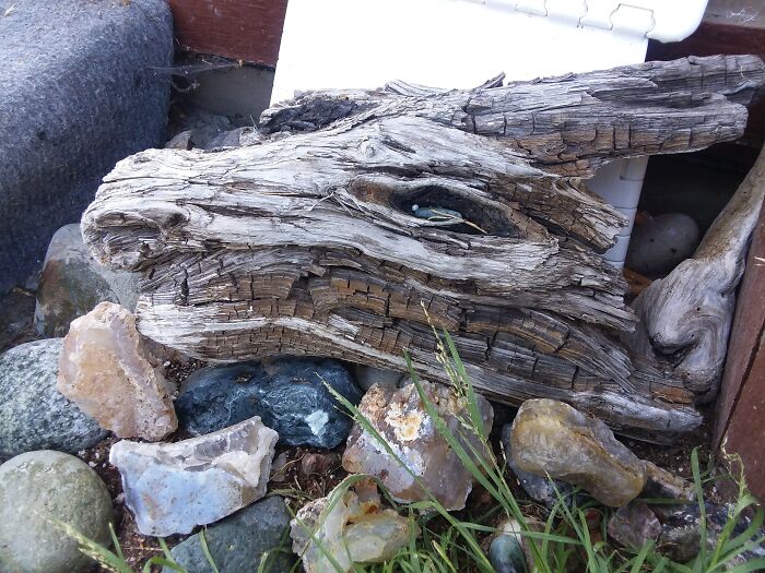 Driftwood resembling a dragon's head with an eye, found among rocks, showing nature synced just right.