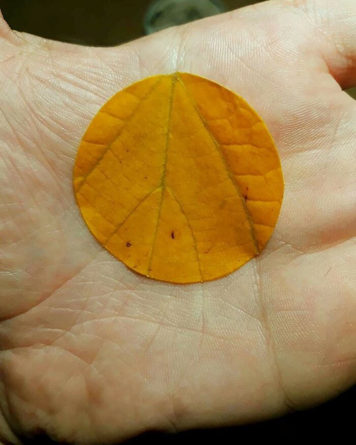 An amazing yellow leaf, perfectly synced, creating a peace sign in the palm of a hand.