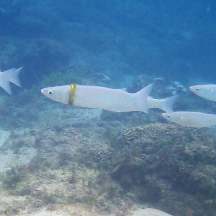 An amazing underwater moment, a fish with a gold ring around its body, perfectly synced with its surroundings.