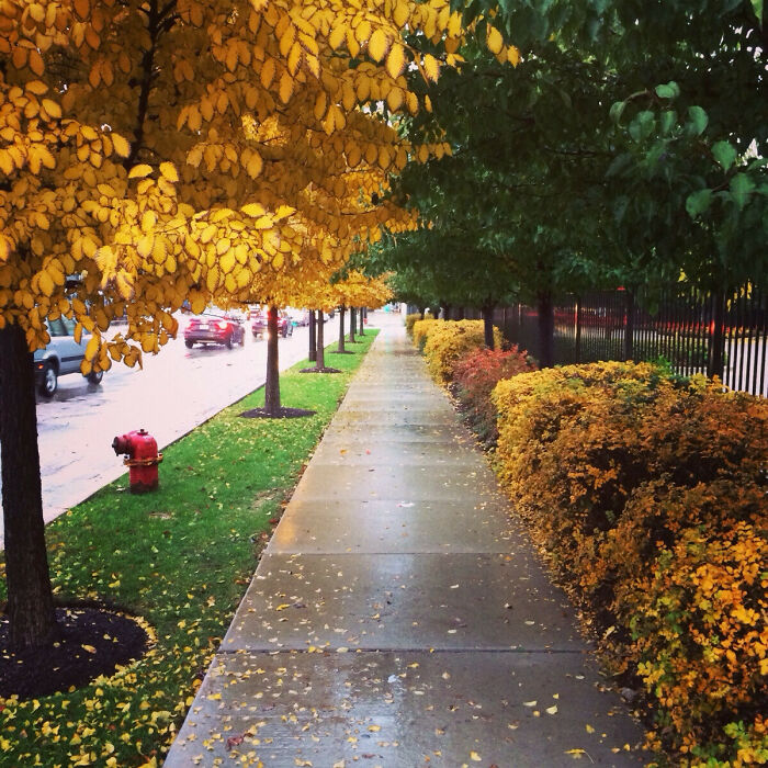 A sidewalk perfectly synced with trees showing autumn and summer foliage, a beautiful amazing sync just right.