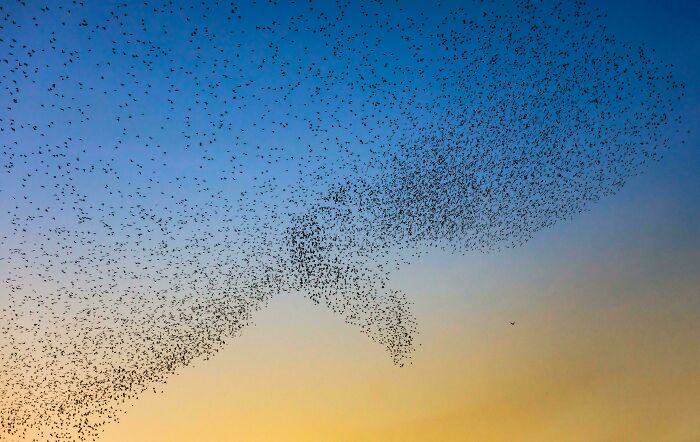 A huge flock of starlings in a murmurration, creating a shape that is amazingly synced to resemble a large fish or whale in the sky.