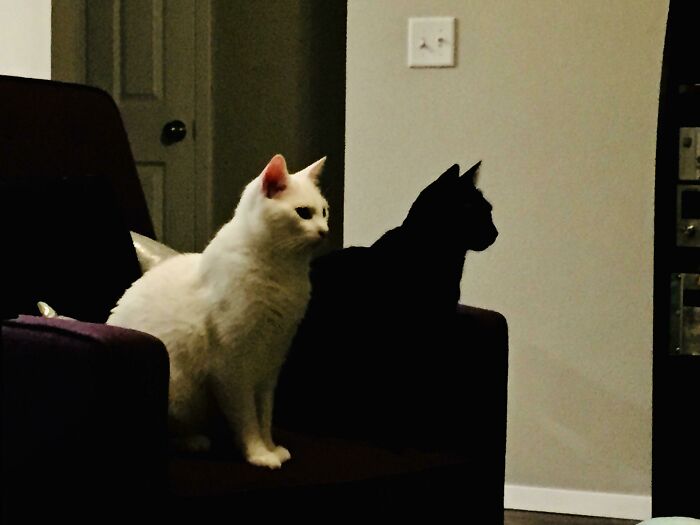 A white cat on a chair with its shadow perfectly synced, creating an amazing optical illusion.
