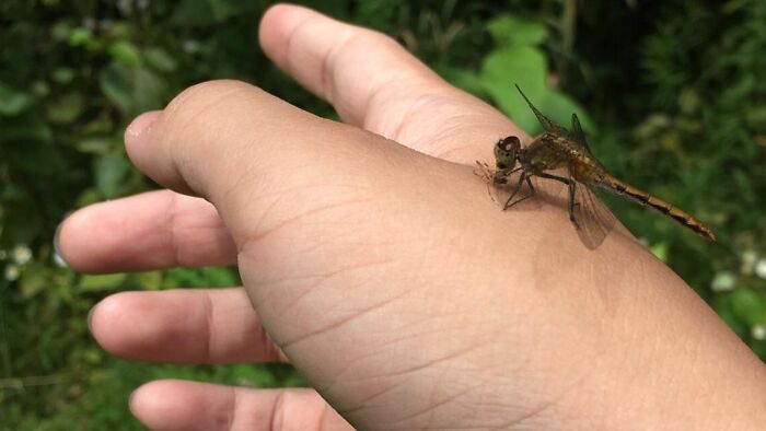 A dragonfly rests on a hand, a moment when something synced just right in nature.