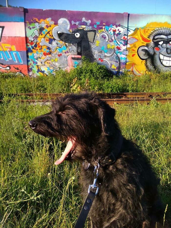 A black dog yawns in front of a colorful graffiti wall, an amazing synced moment.