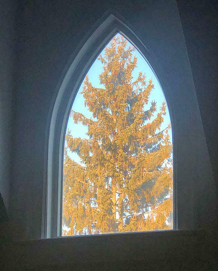 A tall pine tree framed perfectly within an arched window, creating an amazing synced visual.