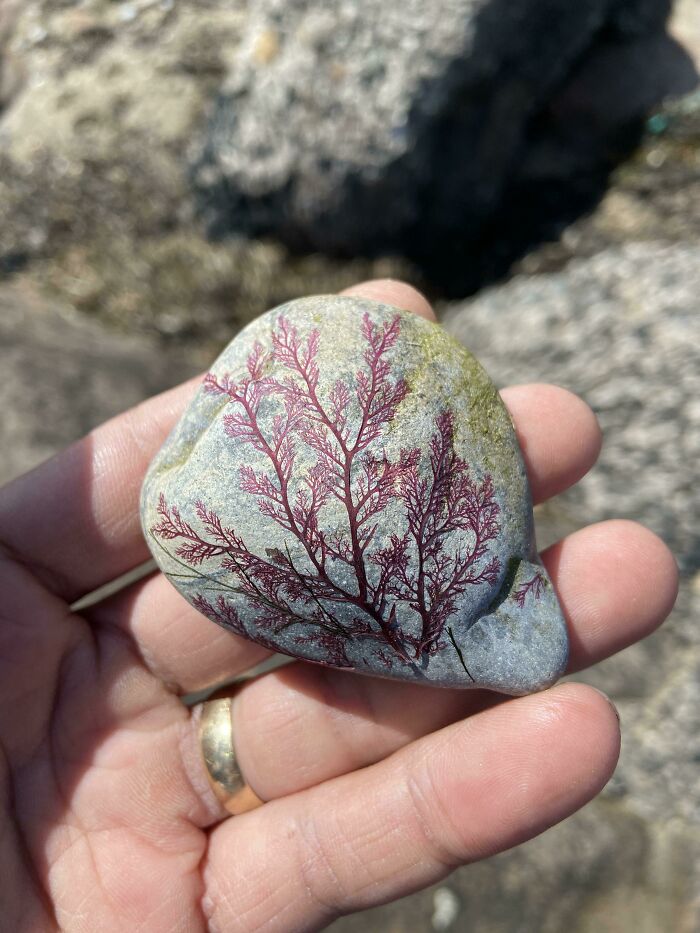 A hand holding a smooth gray rock with a vibrant red algae pattern that amazingly looks like a tree, an instance of something synced just right.