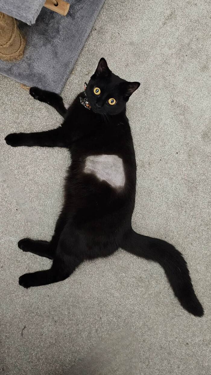 An unhinged image of a black cat lying on its back, revealing a shaved belly, with wide, surprised eyes.