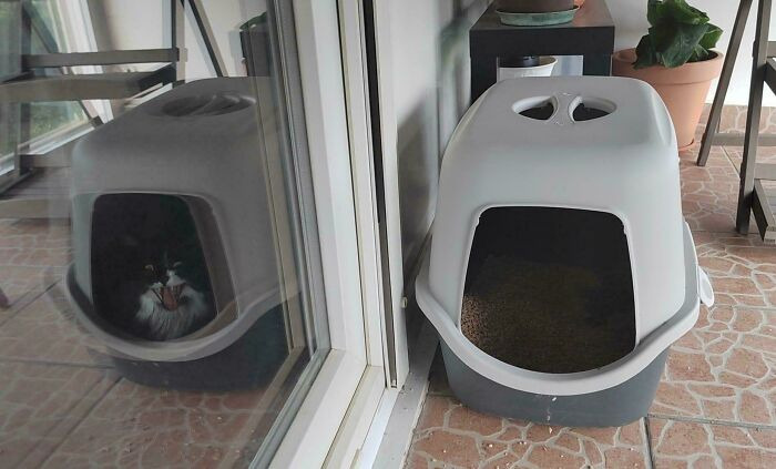An unhinged image showing a cat inside a litter box reflected in a window, with the actual litter box empty outside.