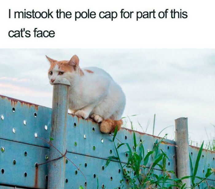 A cat sitting on a fence post with its head appearing to be part of the post, an unhinged image.