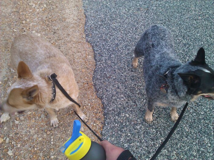 Two dogs on a walk, one red heeler on dirt and one blue heeler on gravel, perfectly synced with the ground.