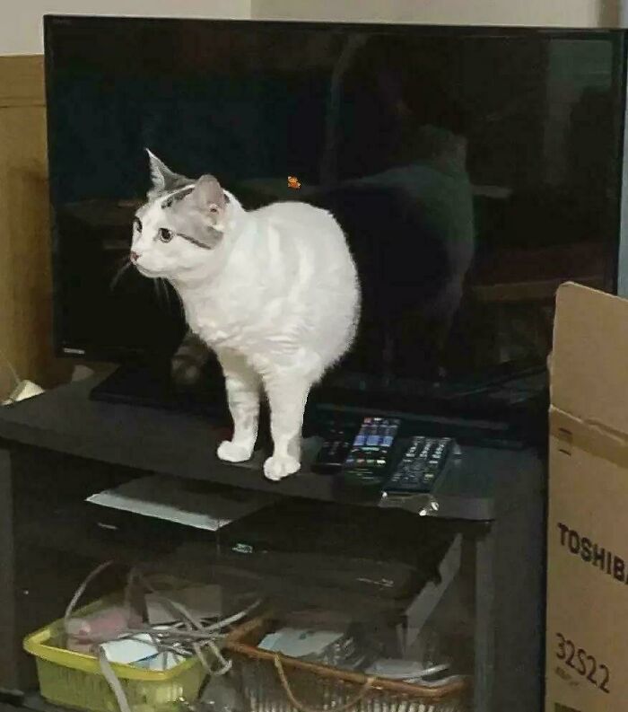 A white cat standing in front of a TV screen, its reflection creating an unhinged visual of a half-cat.