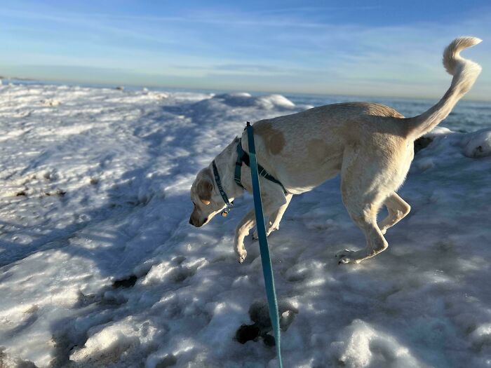 An unhinged image of a dog walking on a snowy, icy terrain with a leash, near a body of water.