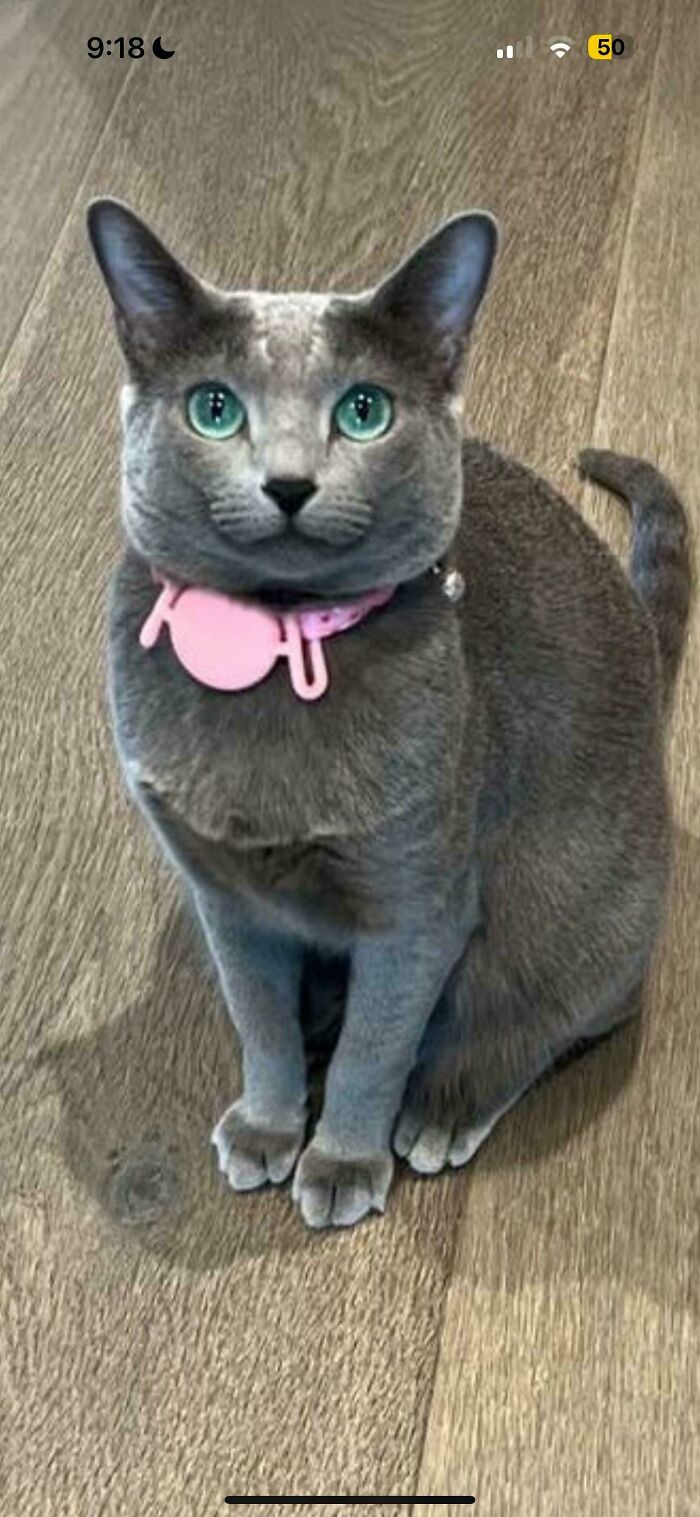 A grey cat wearing a pink collar, unrelated to celebrity Photoshop fails, but included in the set.