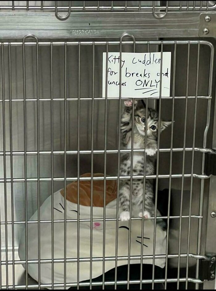 A small kitten in a cage with a sign saying Kitty cuddles for breaks and uncles ONLY, a chaotic sign spotted in the wild.