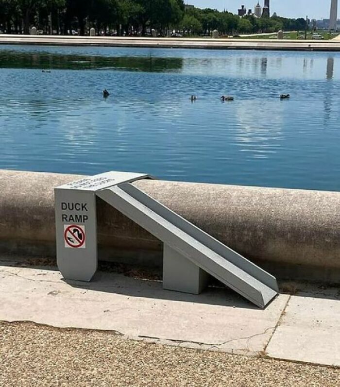 A duck ramp next to a body of water, a chaotic sign in the wild.