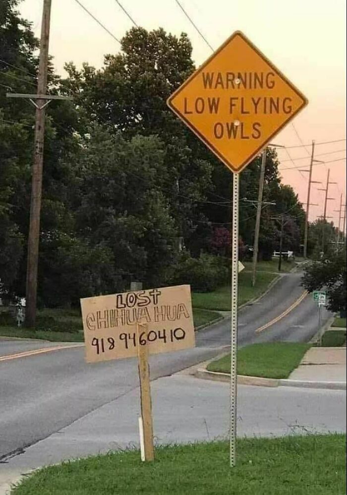 A chaotic warning sign for low flying owls above a lost chihuahua sign, making people question reality.