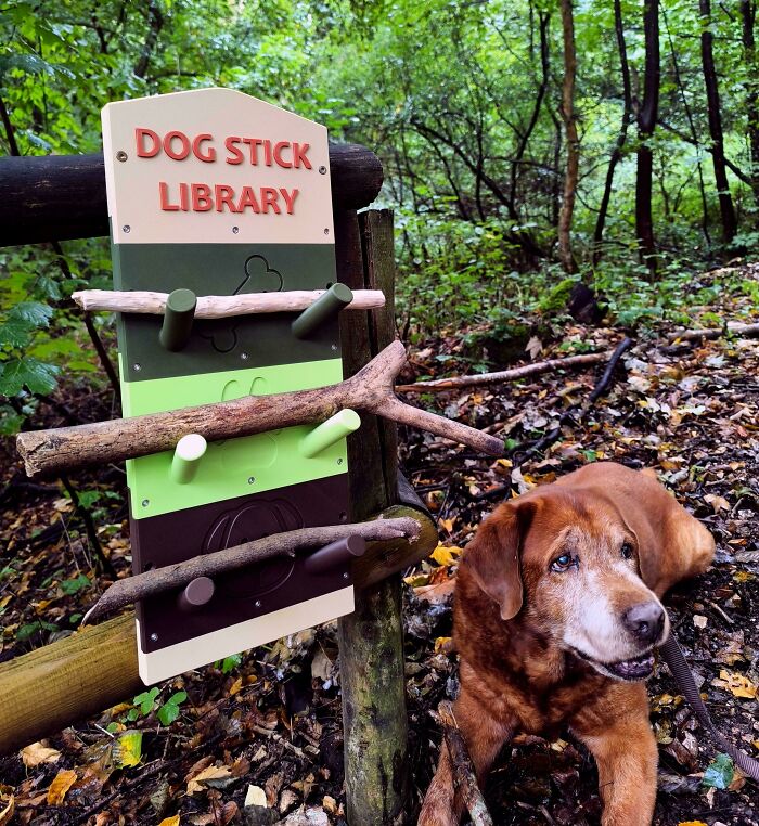 A senior brown dog next to a creative 3D printed dog stick library in a forest.