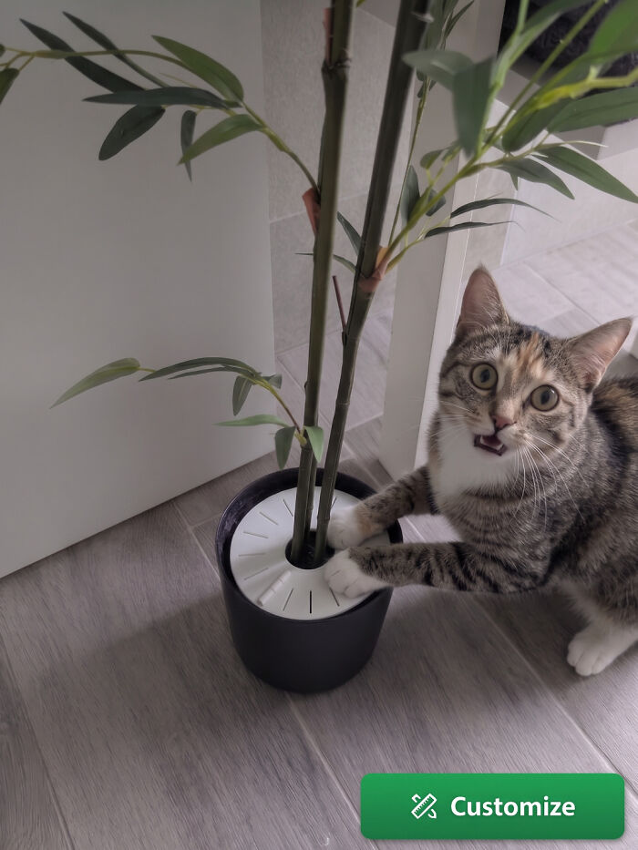 A playful cat reaching into a plant pot with a white, circular 3D printed cat-proof plant guard.