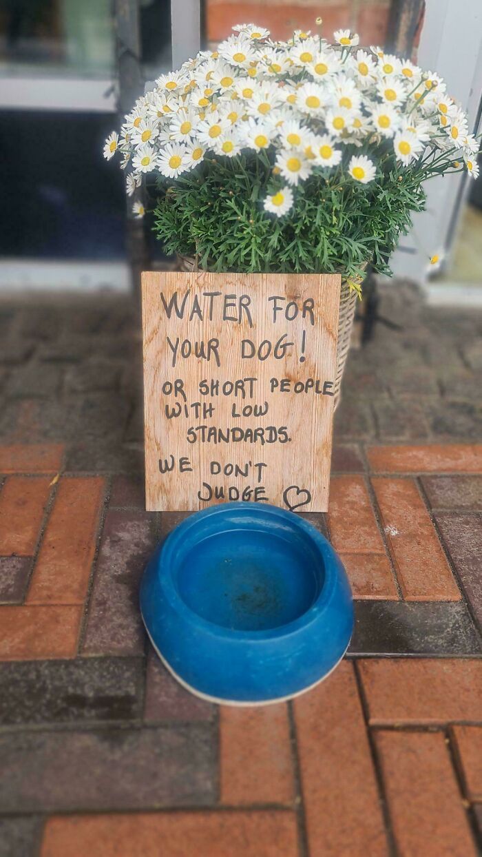 A chaotic sign in the wild offering water for dogs or short people with low standards, making people question reality.