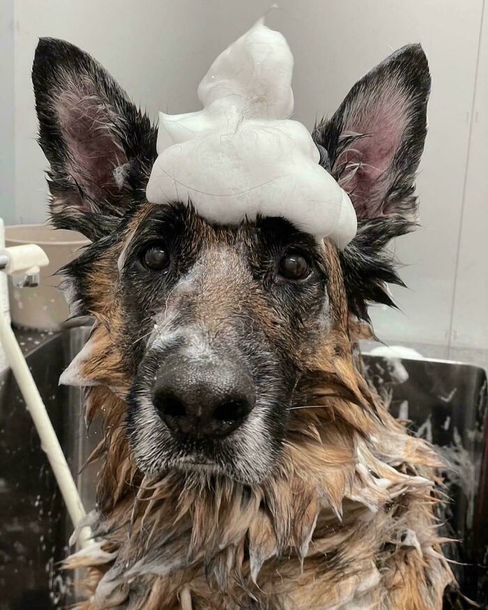 Cute-Dog-Bath-Pictures