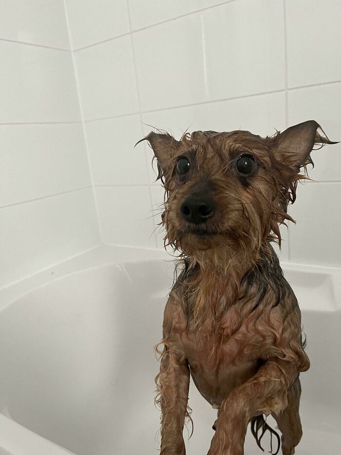 Cute-Dog-Bath-Pictures