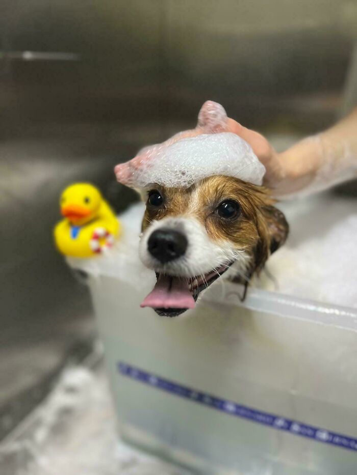 Cute-Dog-Bath-Pictures