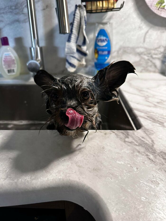 Cute-Dog-Bath-Pictures