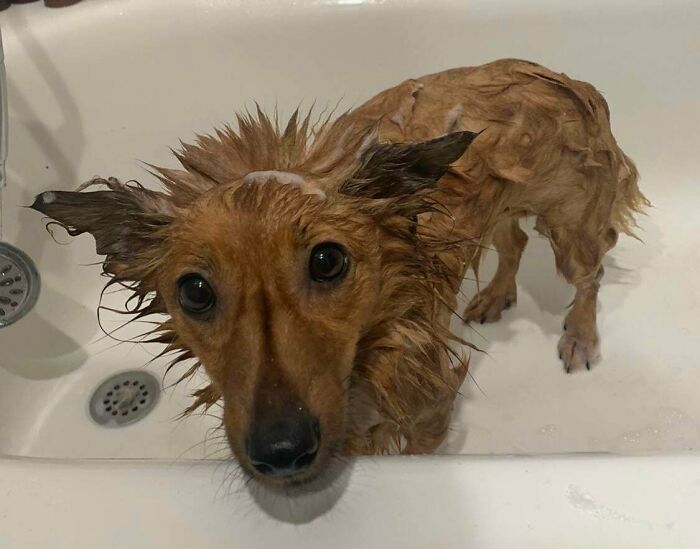 Cute-Dog-Bath-Pictures