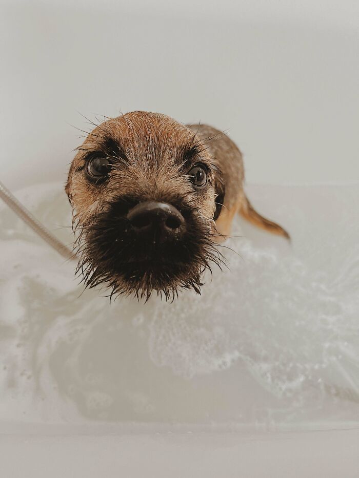 Cute-Dog-Bath-Pictures