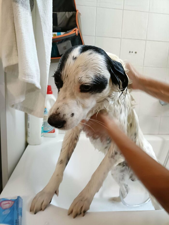 Cute-Dog-Bath-Pictures