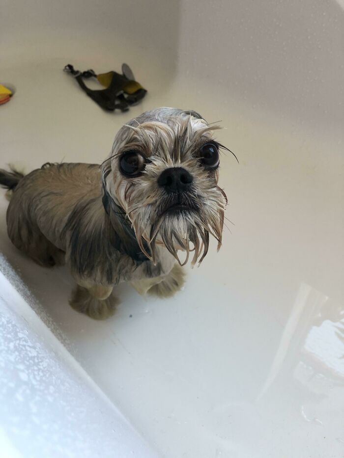 Cute-Dog-Bath-Pictures