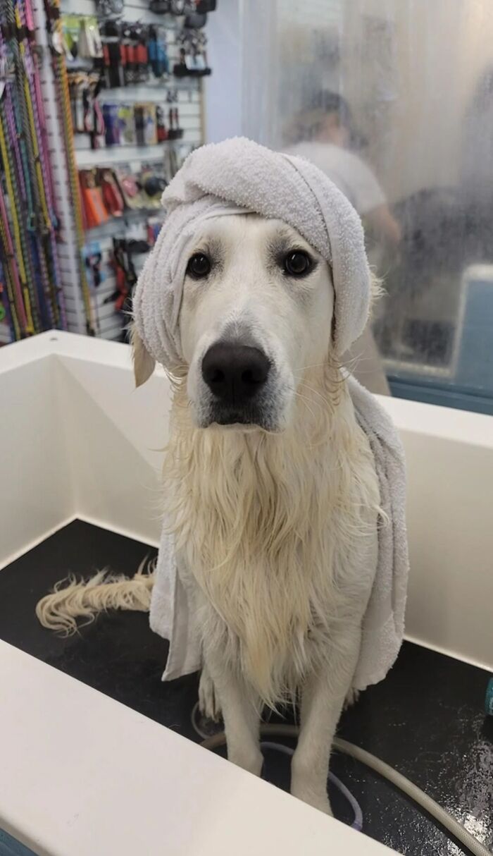 Cute-Dog-Bath-Pictures