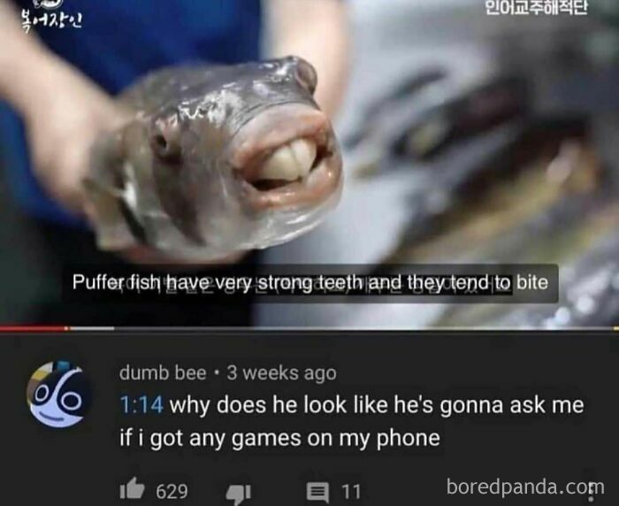 A close-up of a puffer fish with prominent teeth, accompanied by a humorous comment section post.