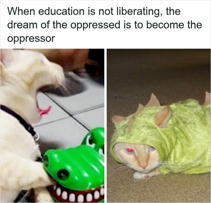 Funny memes with unhinged humor, two cats, one yawning at a toy and another dressed as a dinosaur.