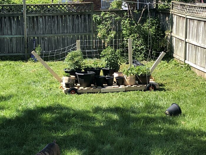 A makeshift wooden planter cart with various potted plants, an example of DIY fails.