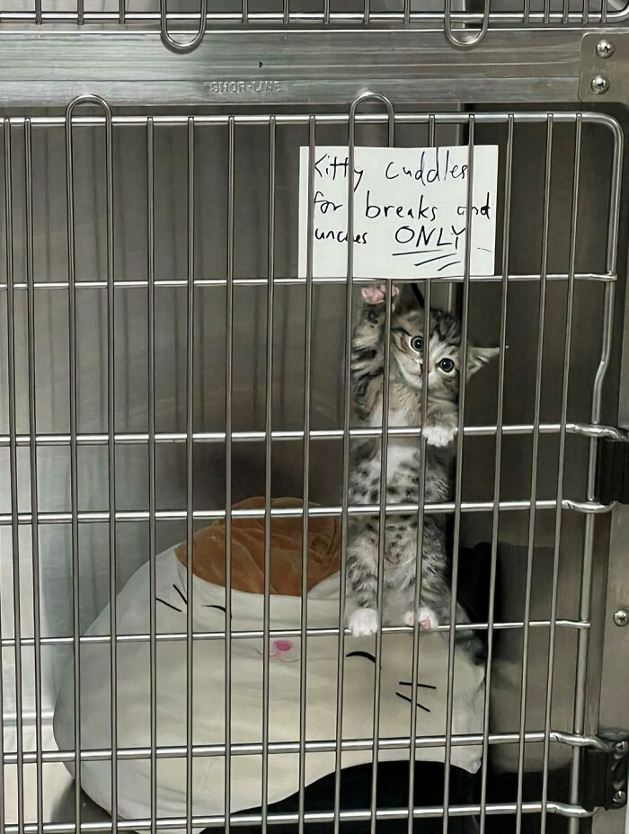 A small kitten in a cage with a sign saying Kitty cuddles for breaks and uncles ONLY, a chaotic sign spotted in the wild.