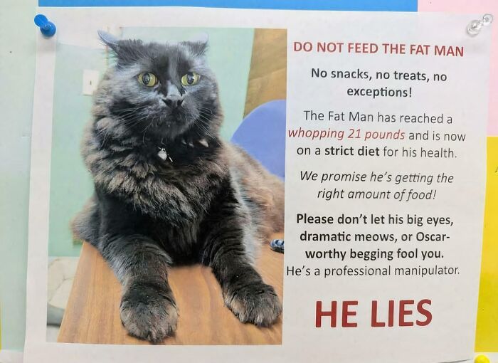 A chaotic sign spotted in the wild warning people not to feed a 21-pound cat on a strict diet.