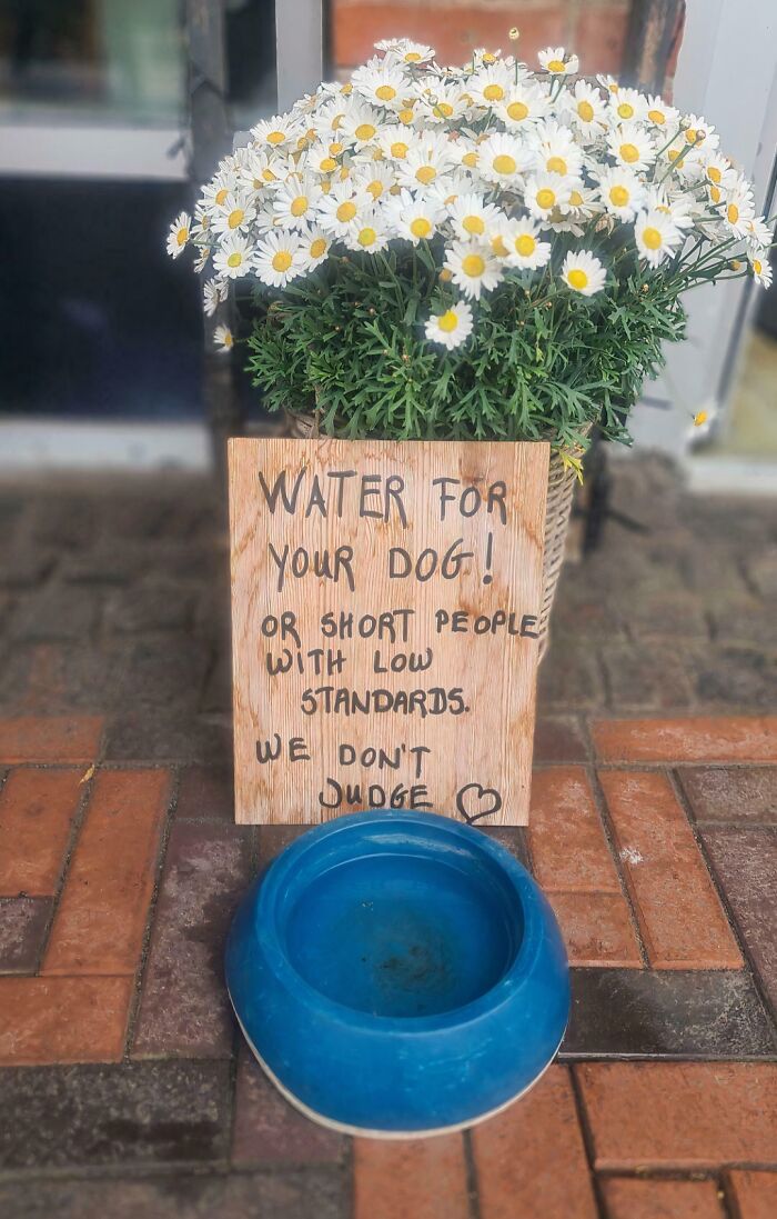 A chaotic sign in the wild offering water for dogs or short people with low standards, making people question reality.