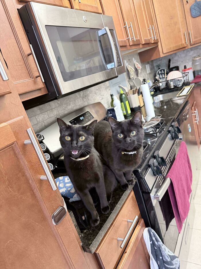 Two black cats meowing together on kitchen counter