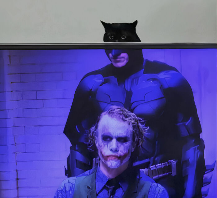 A black cat peeking over a TV displaying Batman and the Joker, an internet hilarious photo.