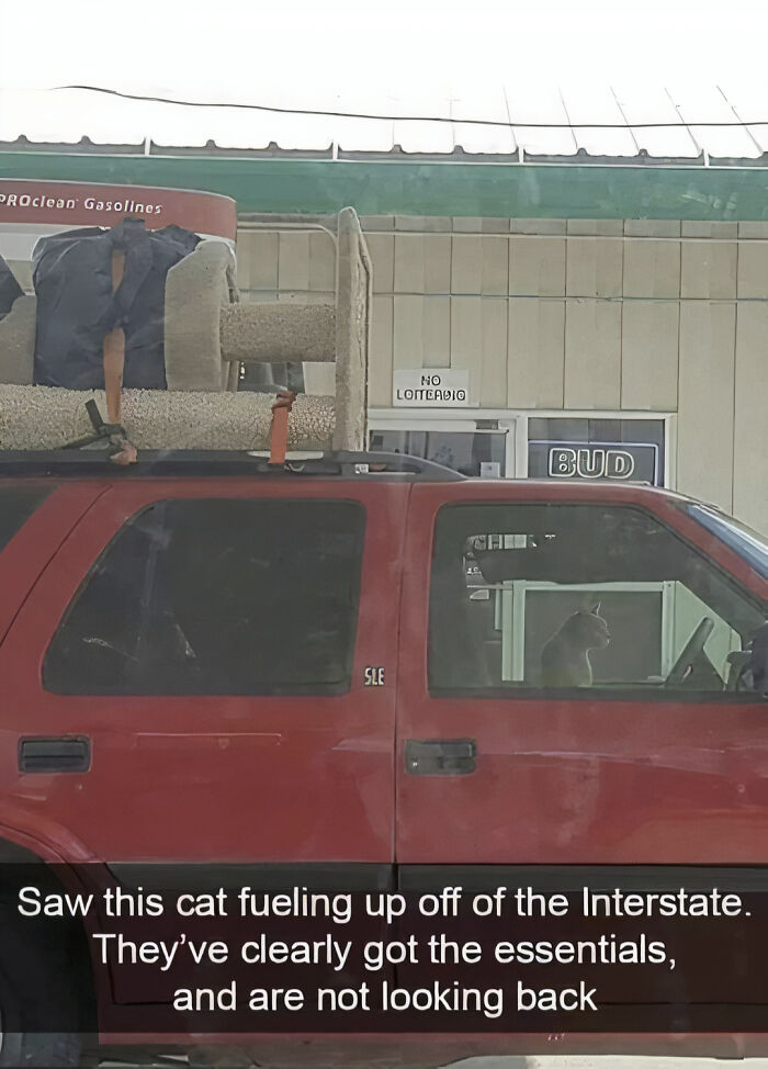 Hilarious photos: A red SUV with a large cat tree strapped to its roof, and a cat visible in the driver's seat.