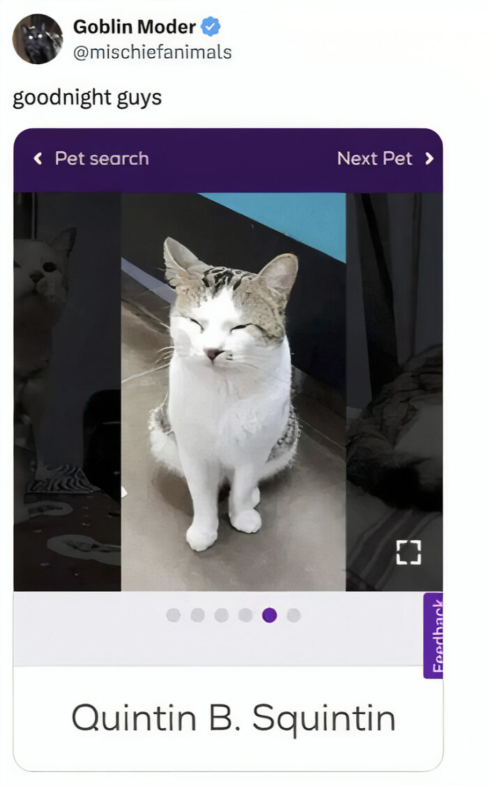 A pet search screenshot featuring a squinting cat named Quintin B. Squintin, adding to a collection of hilarious photos.