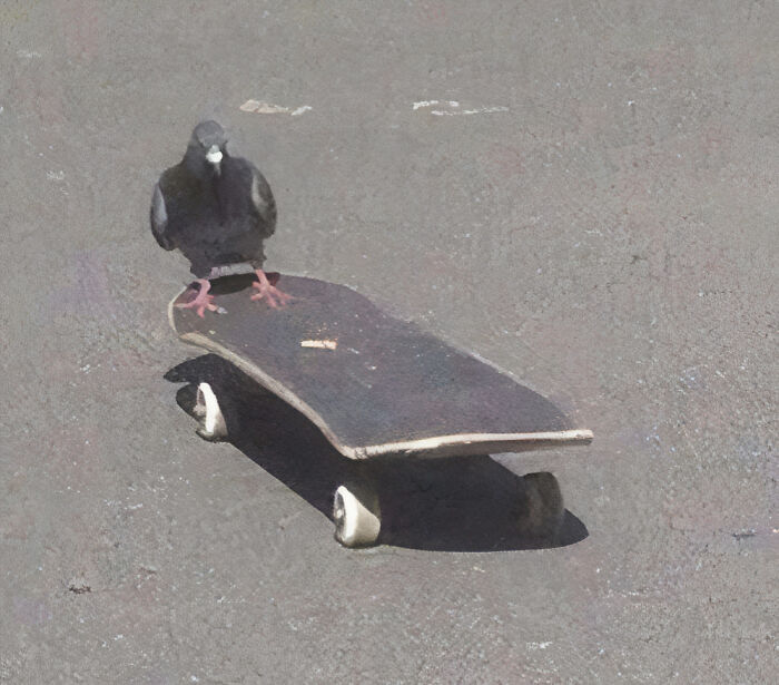 A pigeon standing on a skateboard on asphalt, a hilarious photo.