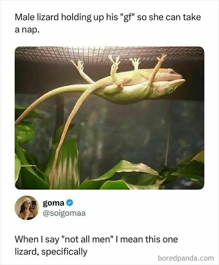 Funny meme of male lizard holding up female lizard to nap showing funny relationship humor