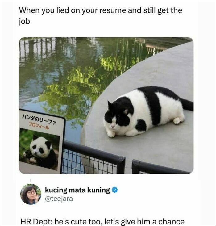 Cat lying beside pond humorously captioned about lying on resume and getting job