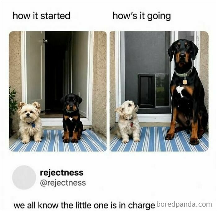 Comparison meme of two dogs showing how the smaller one is in charge as they grow